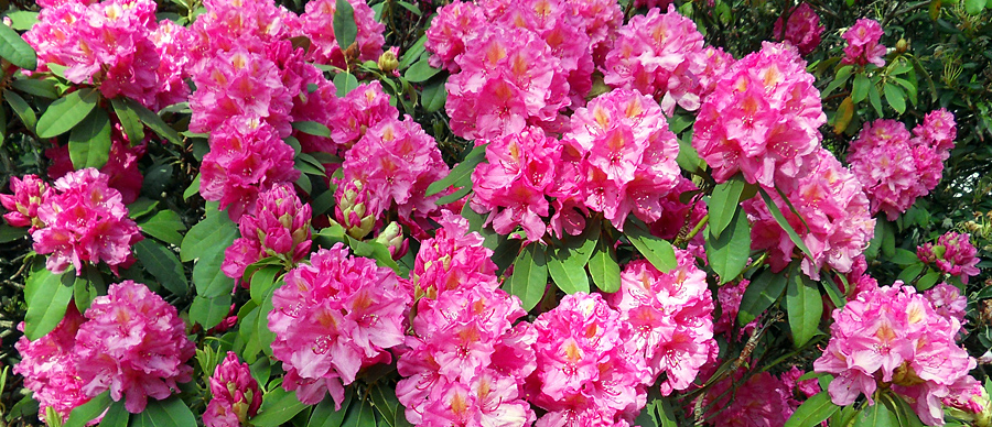 Rhododendron_blommor_900x388.jpg