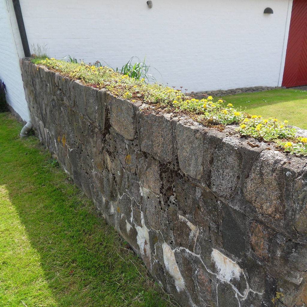 i Trädgården - mur piffas upp med fetbladsväxter