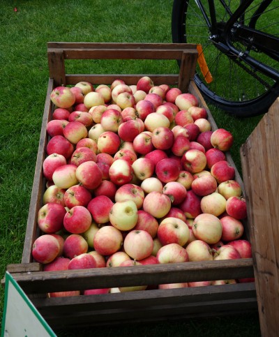 i TRÄDGÅRDEN - förvaring av äpplen efter skörd