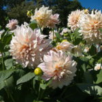 Rosa stor dahlia