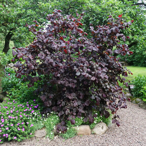 rödbladig ormhassel