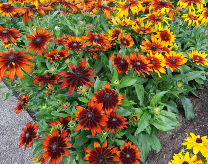 sommarrudbeckia