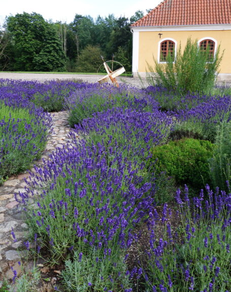 lavendel