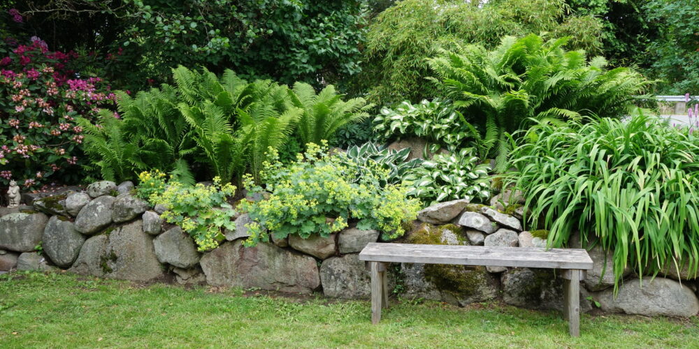 Ormbunke | i TRÄDGÅRDEN