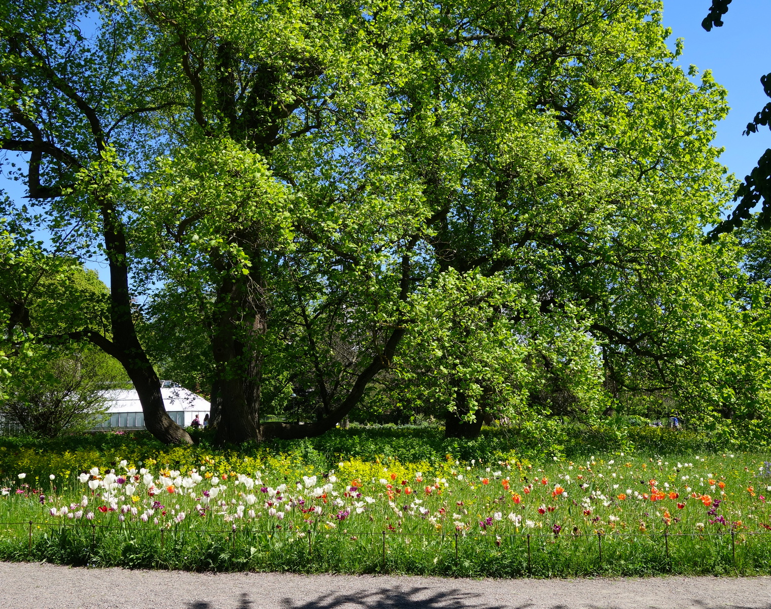 Gräsmatta med blommor, äng miljö