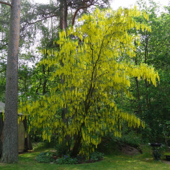 prydnadsträd
