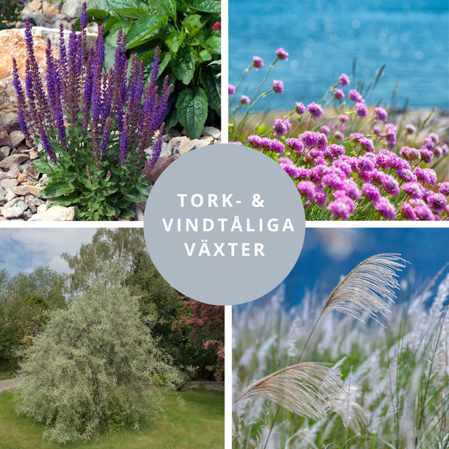 Torktåliga och vindtåliga växter | i TRÄDGÅRDEN
