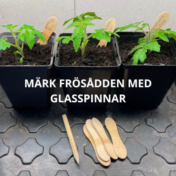 Glasspinnar som märkpinnar till frösådd