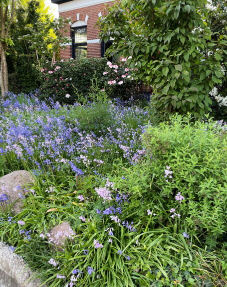 Klockhyacint (Hyacinthoides)