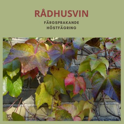 Rådhusvin